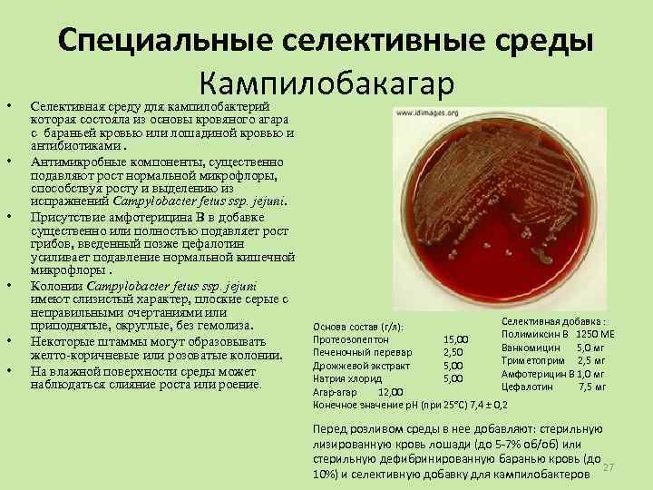  • • • Специальные селективные среды Кампилобакагар Селективная среду для кампилобактерий которая состояла