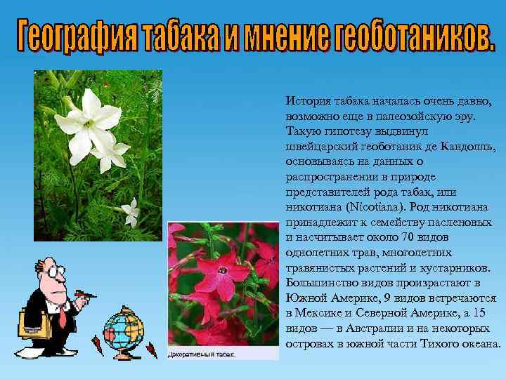История табака началась очень давно, возможно еще в палеозойскую эру. Такую гипотезу выдвинул швейцарский