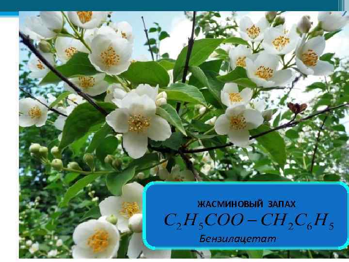 ЖАСМИНОВЫЙ ЗАПАХ Бензилацетат 