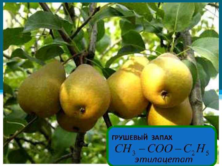 ГРУШЕВЫЙ ЗАПАХ этилацетат 