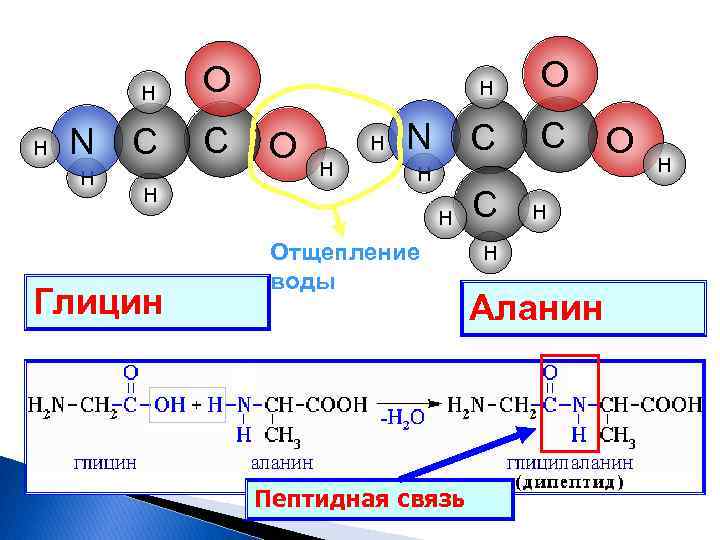 H H N H C C H H O H H N H H