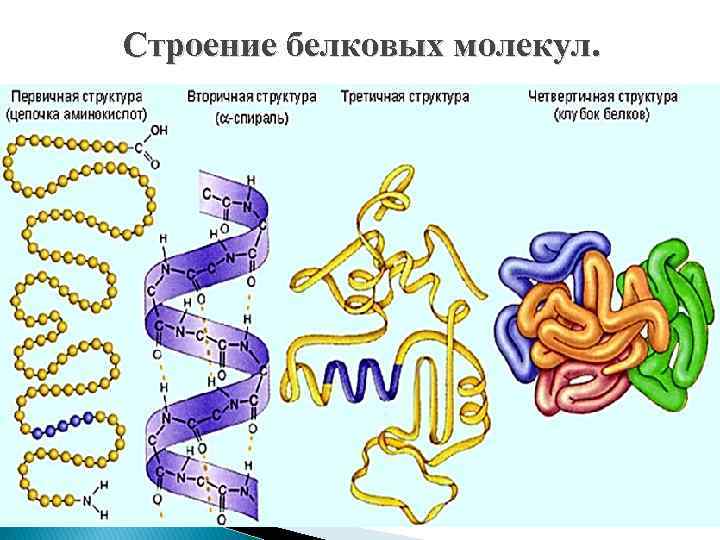 Строение белковых молекул. 
