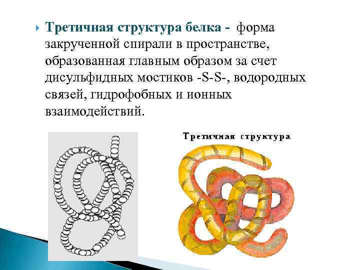  Третичная структура белка - форма закрученной спирали в пространстве, образованная главным образом за