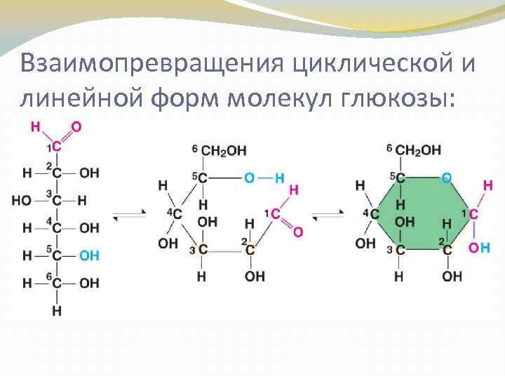 Взаимопревращения циклической и линейной форм молекул глюкозы: 