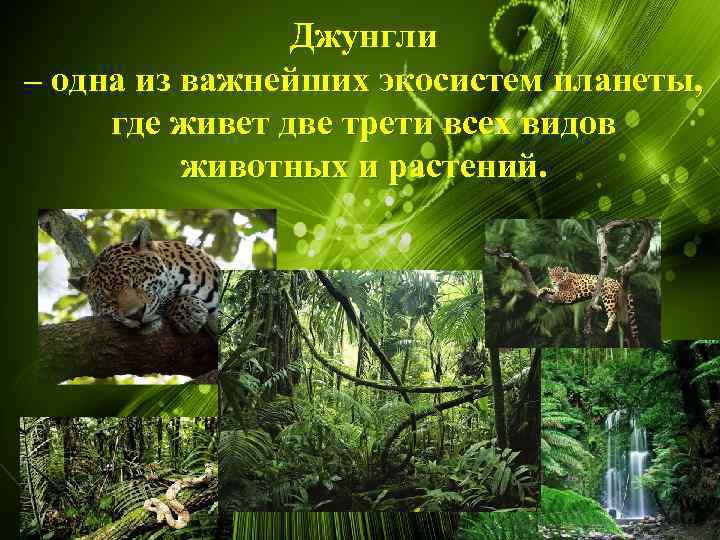 Джунгли – одна из важнейших экосистем планеты, где живет две трети всех видов животных