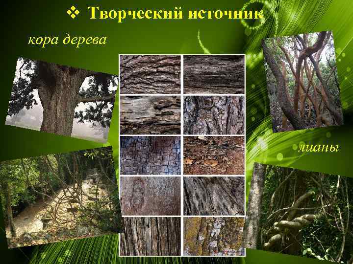 v Творческий источник кора дерева лианы 