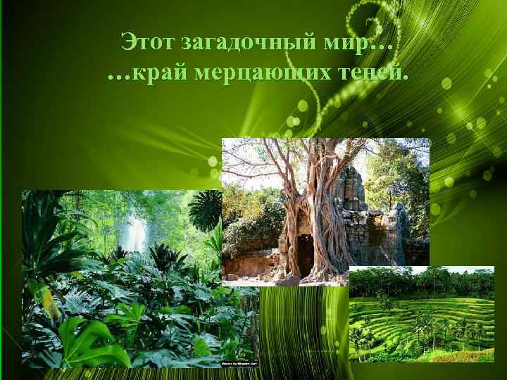 Этот загадочный мир… …край мерцающих теней. § Этот загадочный мир. Густые заросли, край мерцающих