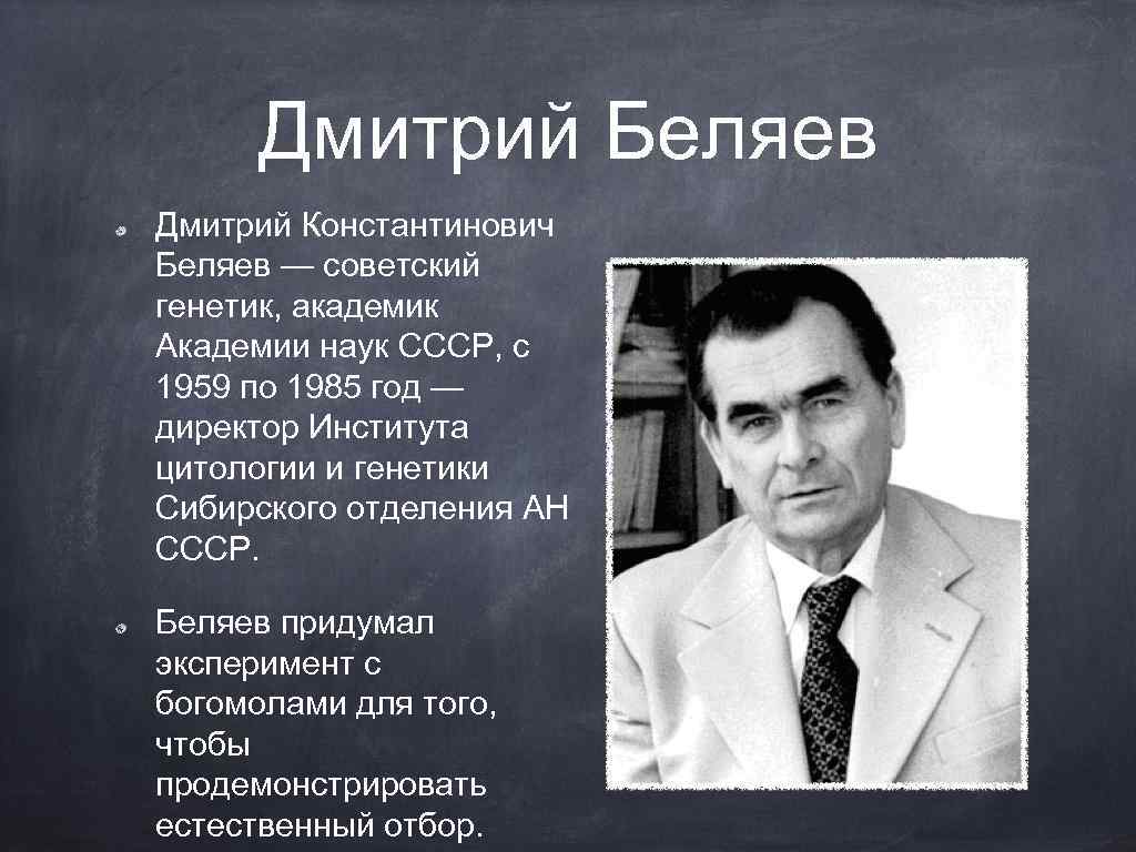 Дмитрий Беляев Дмитрий Константинович Беляев — советский генетик, академик Академии наук СССР, с 1959