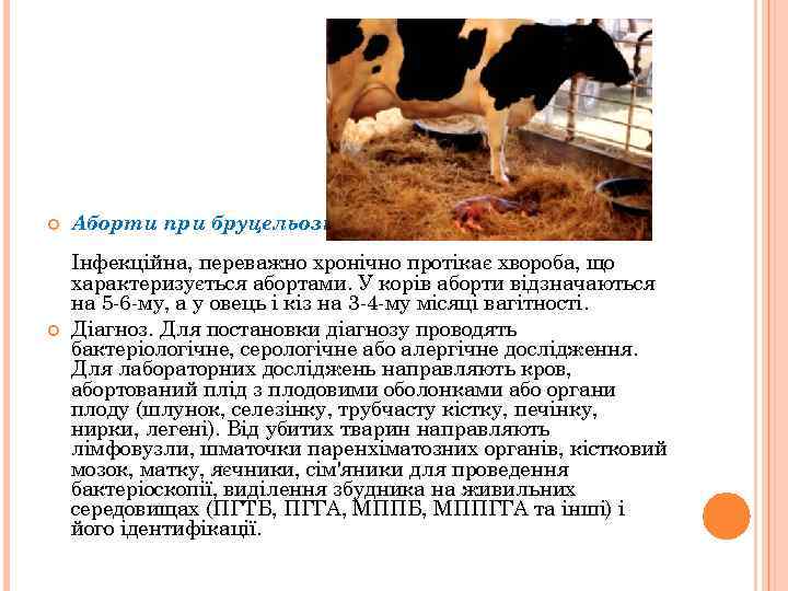  Аборти при бруцельозі Інфекційна, переважно хронічно протікає хвороба, що характеризується абортами. У корів