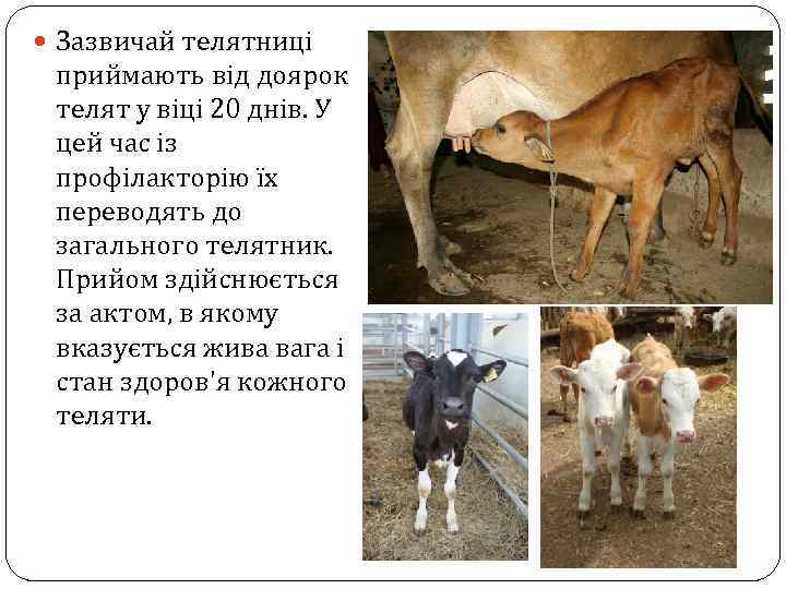  Зазвичай телятниці приймають від доярок телят у віці 20 днів. У цей час