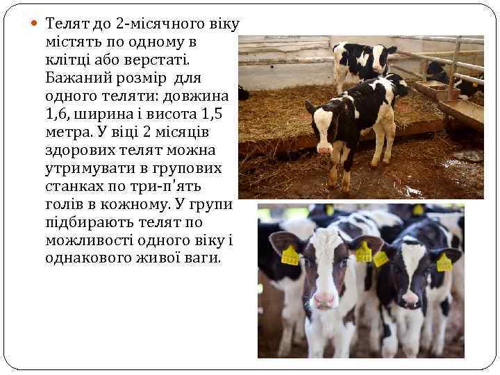  Телят до 2 -місячного віку містять по одному в клітці або верстаті. Бажаний