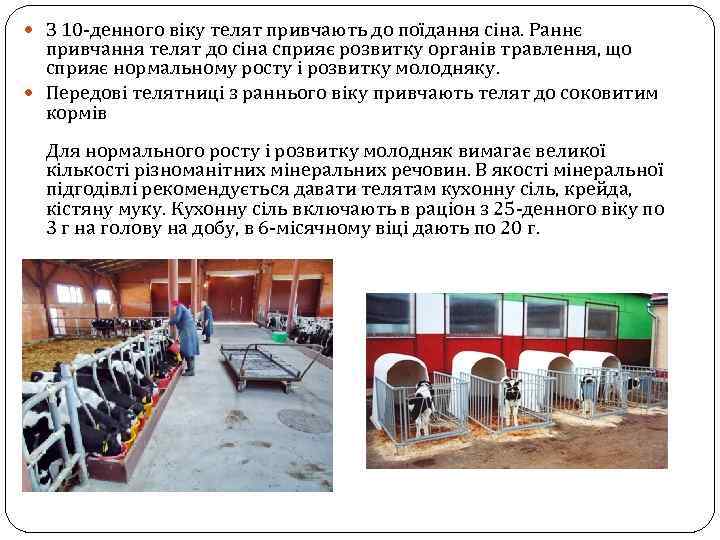  З 10 -денного віку телят привчають до поїдання сіна. Раннє привчання телят до