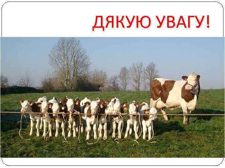 ДЯКУЮ УВАГУ! 