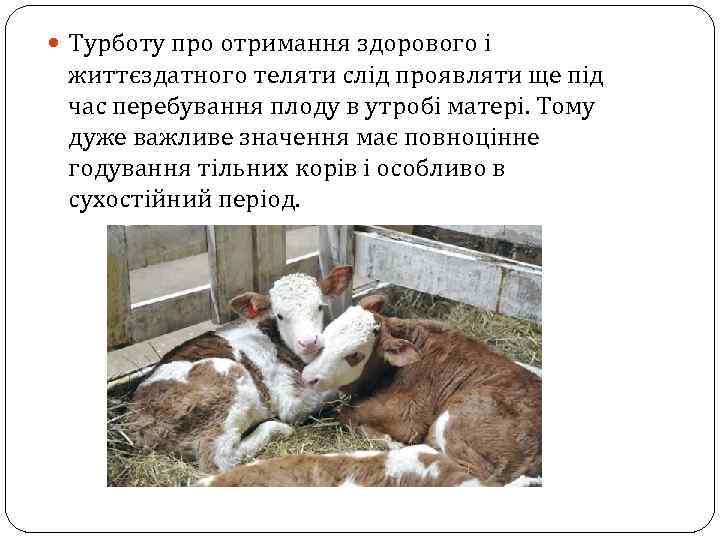  Турботу про отримання здорового і життєздатного теляти слід проявляти ще під час перебування