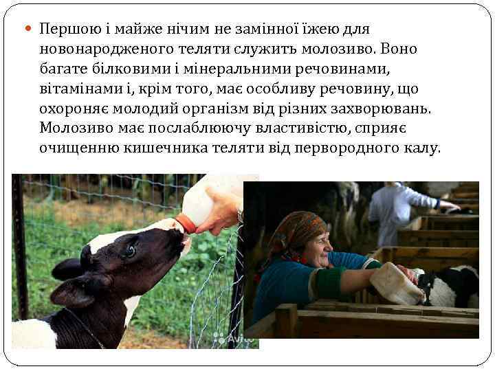  Першою і майже нічим не замінної їжею для новонародженого теляти служить молозиво. Воно