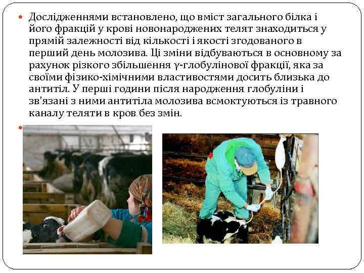 Дослідженнями встановлено, що вміст загального білка і його фракцій у крові новонароджених телят