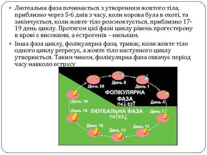  Лютеальна фаза починається з утворенням жовтого тіла, приблизно через 5 -6 днів з