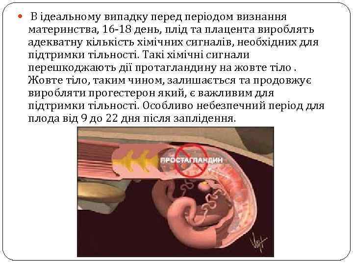  В ідеальному випадку перед періодом визнання материнства, 16 -18 день, плід та плацента