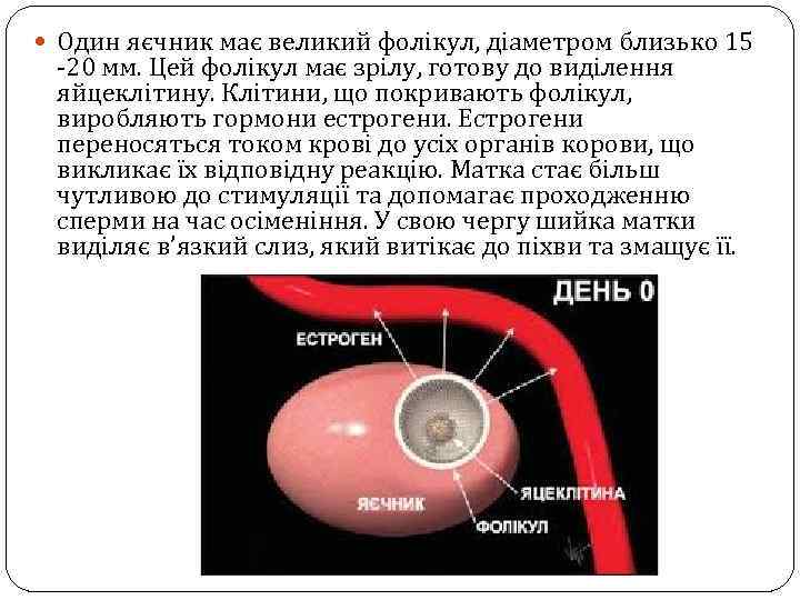  Один яєчник має великий фолікул, діаметром близько 15 -20 мм. Цей фолікул має