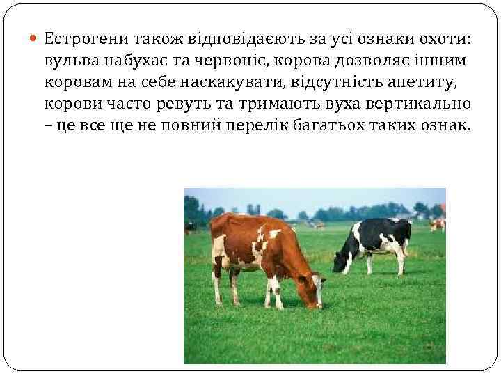  Естрогени також відповідаєють за усі ознаки охоти: вульва набухає та червоніє, корова дозволяє