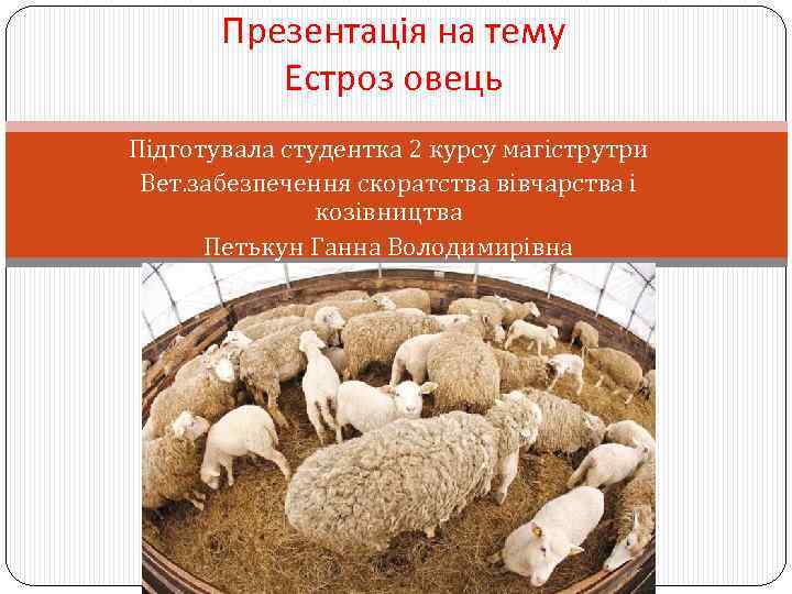 Презентація на тему Естроз овець Підготувала студентка 2 курсу магіструтри Вет. забезпечення скоратства вівчарства