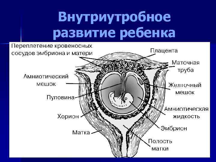 Внутриутробное развитие ребенка 