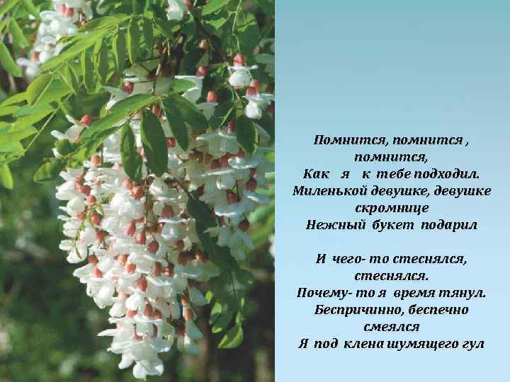 Помнится, помнится, Как я к тебе подходил. Миленькой девушке, девушке скромнице Нежный букет подарил