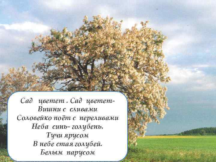 Сад цветет. Вишни с сливами Соловейко поёт с переливами Неба синь- голубень. Тучи ярусом