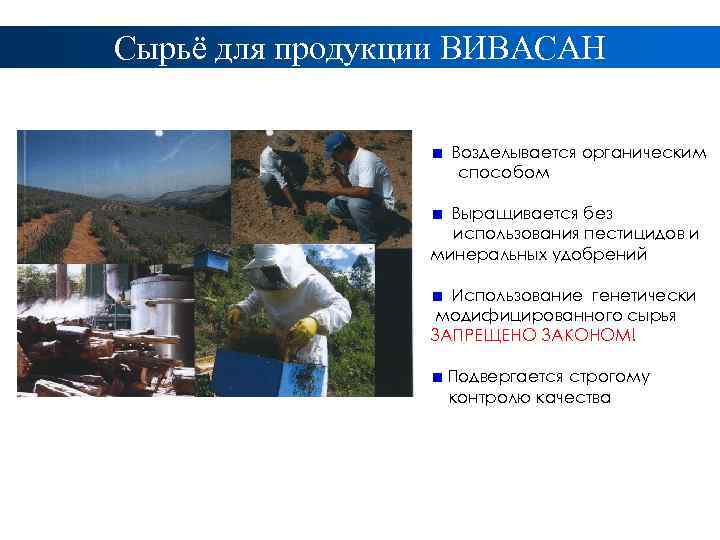 Сырьё для продукции ВИВАСАН Возделывается органическим способом Выращивается без использования пестицидов и минеральных удобрений