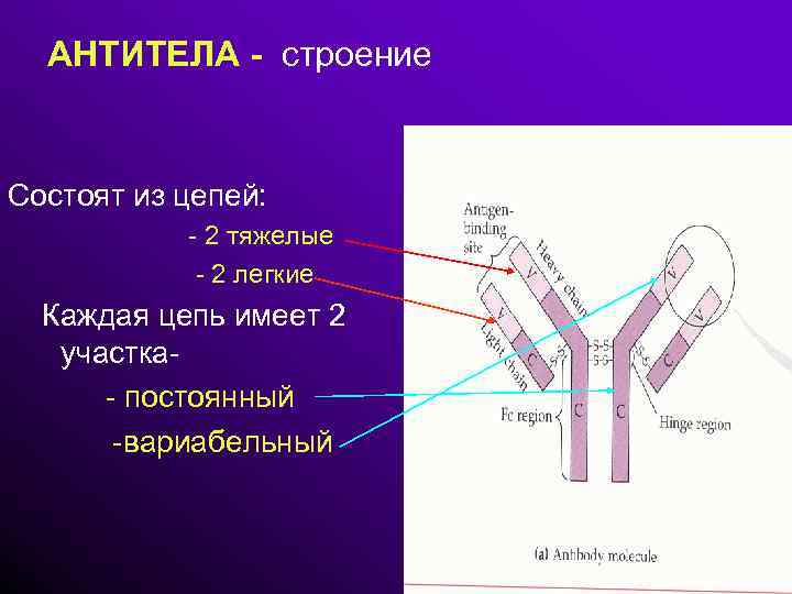 АНТИТЕЛА - строение Состоят из цепей: - 2 тяжелые - 2 легкие Каждая цепь