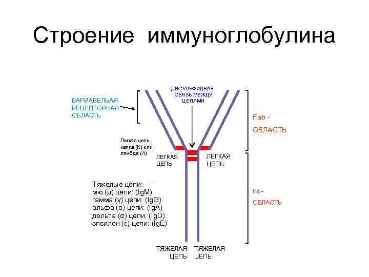 Структура иммуноглобулина