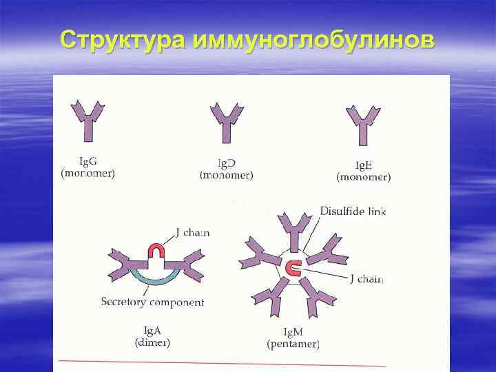 Структура иммуноглобулинов 