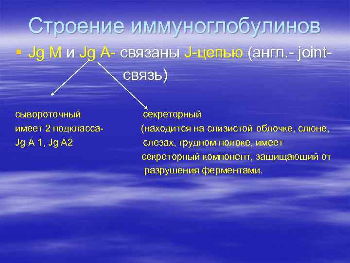 Строение иммуноглобулинов § Jg М и Jg А- связаны J-цепью (англ. - jointсвязь) сывороточный