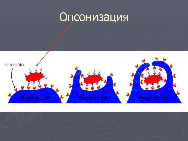 Опсонизация 