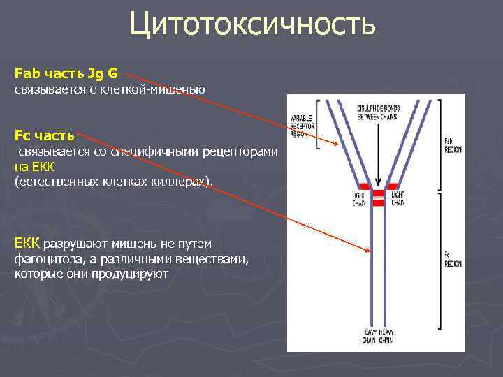 Цитотоксичность Fab часть Jg G связывается с клеткой-мишенью Fc часть связывается со специфичными рецепторами