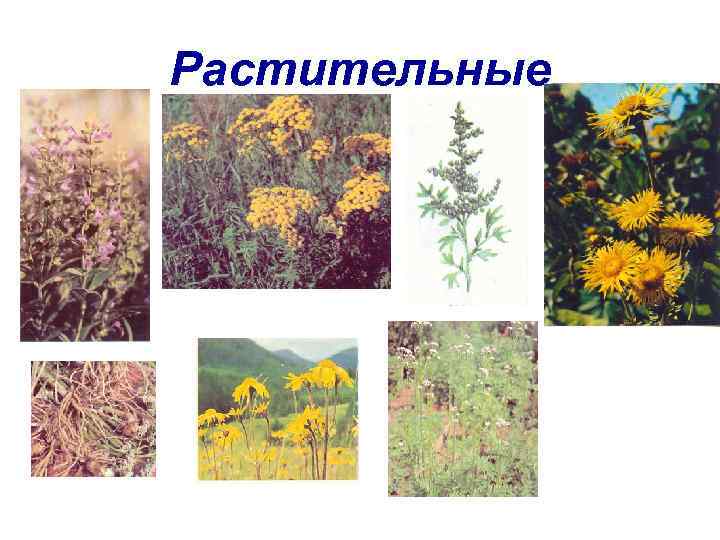 Растительные 
