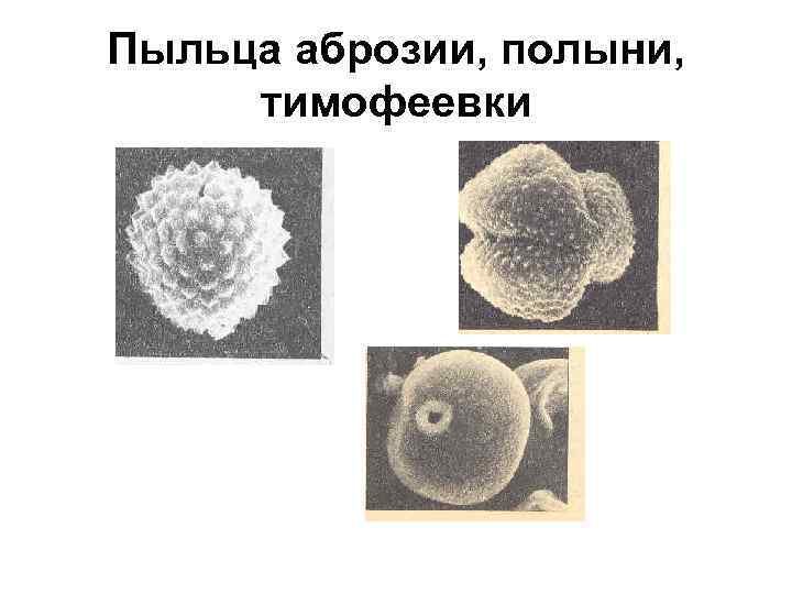 Пыльца аброзии, полыни, тимофеевки 