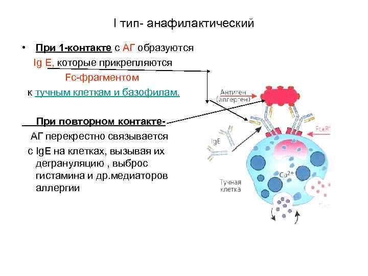 I тип- анафилактический • При 1 -контакте с АГ образуются Ig Е, которые прикрепляются