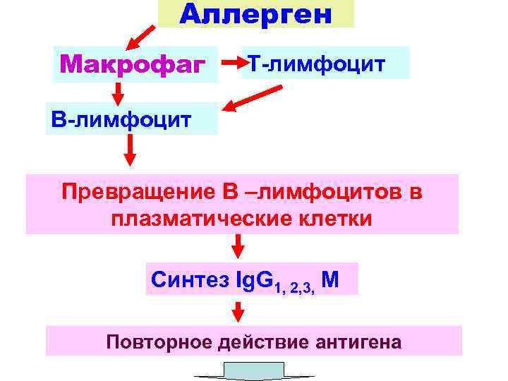 Аллерген Макрофаг Т-лимфоцит В-лимфоцит Превращение В –лимфоцитов в плазматические клетки Синтез Ig. G 1,