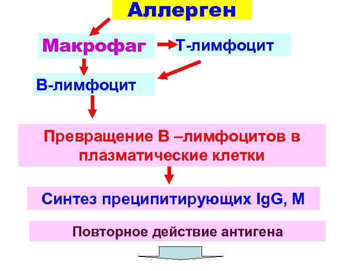 Аллерген Макрофаг Т-лимфоцит В-лимфоцит Превращение В –лимфоцитов в плазматические клетки Синтез преципитирующих Ig. G,