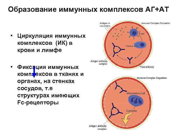 Иммунный комплекс. Циркулирующие иммунные комплексы в крови. Образование иммунных комплексов. Иммунные комплексы в плазме крови. Схема образования иммунных комплексов.