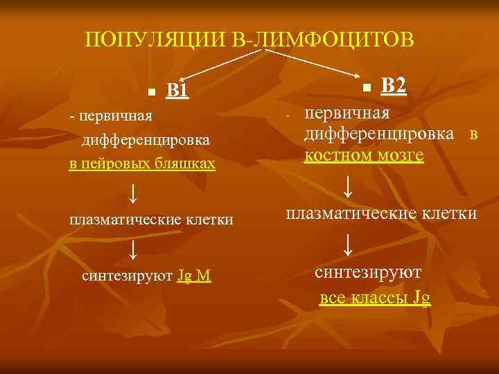 ПОПУЛЯЦИИ В-ЛИМФОЦИТОВ n В 1 - первичная дифференцировка в пейровых бляшках ↓ плазматические клетки