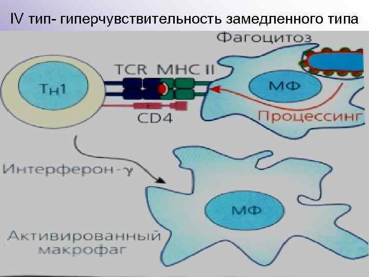 IV тип- гиперчувствительность замедленного типа 