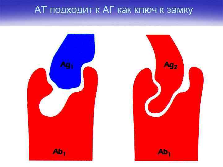 АТ подходит к АГ как ключ к замку 