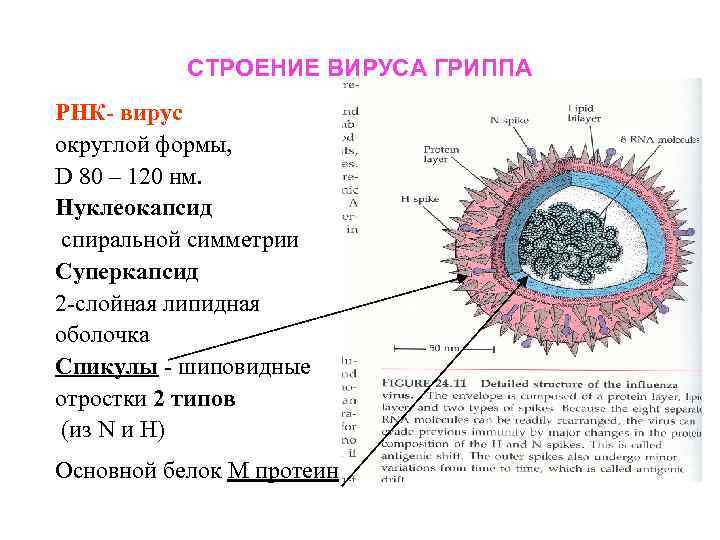 Схема строения вируса гриппа