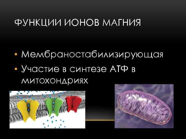 ФУНКЦИИ ИОНОВ МАГНИЯ • Мембраностабилизирующая • Участие в синтезе АТФ в митохондриях 