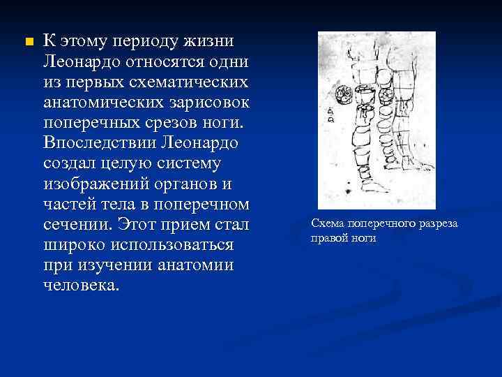 n К этому периоду жизни Леонардо относятся одни из первых схематических анатомических зарисовок поперечных