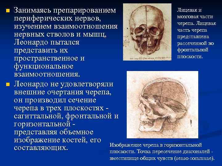 n n Лицевая и Занимаясь препарированием мозговая части периферических нервов, черепа. Лицевая изучением взаимоотношения