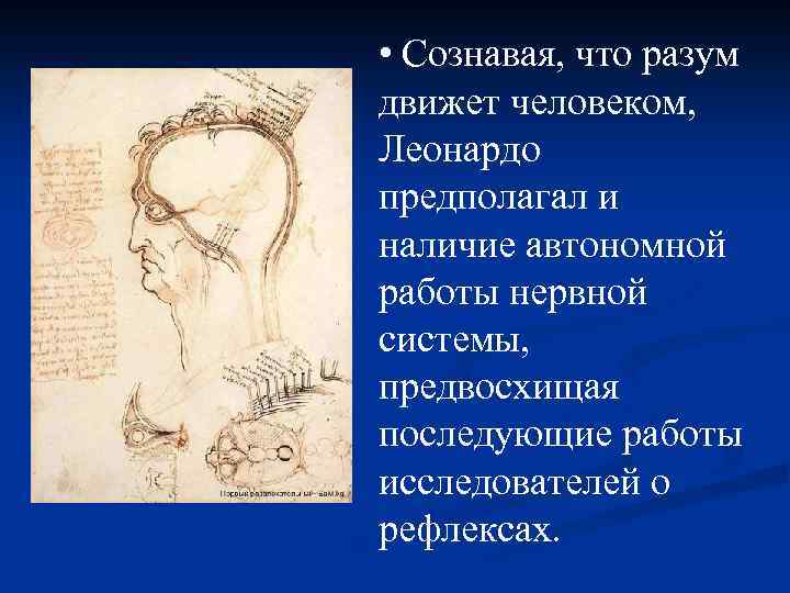  • Сознавая, что разум движет человеком, Леонардо предполагал и наличие автономной работы нервной