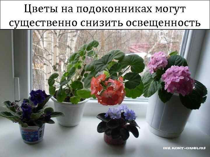 Цветы на подоконниках могут существенно снизить освещенность 49 
